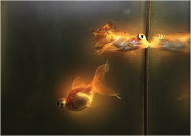 Glowing Fish