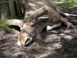 Drunk Moose Dashboard