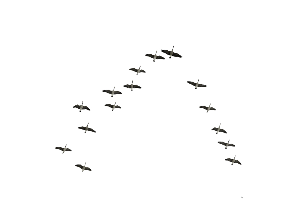Flying in Formation